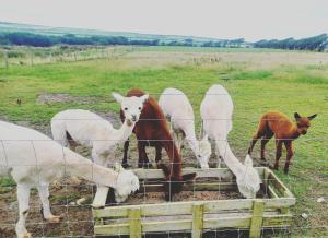 Secluded converted horsebox Retreat in Welcombe