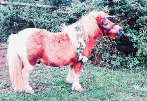 Secluded converted horsebox Retreat in Welcombe