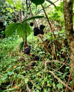 Secluded converted horsebox Retreat in Welcombe