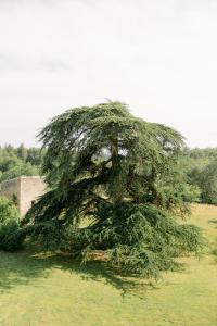 Maisons d'hotes Chateau de Lemps : photos des chambres