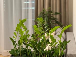 M&M2 apartment near center with free parking - AC