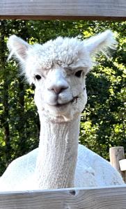 Luxe Finse Kota met Jacuzzi en SaunaBarrel de Zandhoef