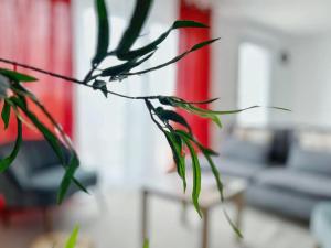 Appartements Le Catalina : photos des chambres
