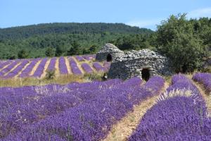 Sejours chez l'habitant Studio dans le Luberon : photos des chambres