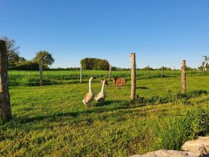 Chalets D-oehoe : photos des chambres