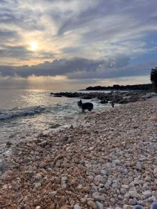 Seaside holiday house Cove Krlic, Pag - 23435 