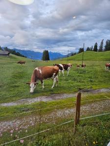 Schlichtes und gemütliches Mobilhome 114