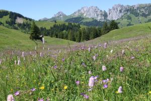 Schlichtes und gemütliches Mobilhome 114