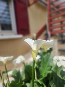 Maisons de vacances L-atelier de Pepe : photos des chambres