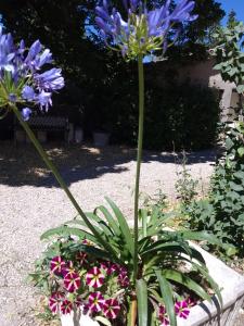 Maisons de vacances Les Gites du Mont Ventoux : photos des chambres