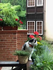 Ievos Kalno apartamentai III