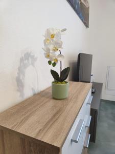 appartamento Pellizzano