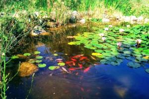 Alojamiento LA GUITARRA ANDALUZA