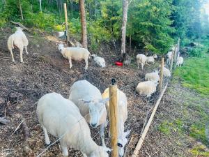 Maatilamajoitusta marjatilalla