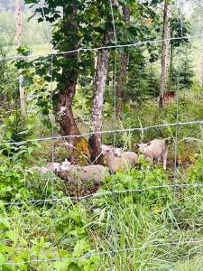 Maatilamajoitusta marjatilalla