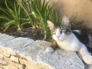 Maisons de vacances Gite en Provence a 10 mn d avignon : photos des chambres