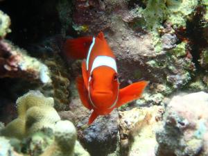 Umah Kayu 1-Menjangan homestay