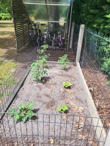 Maisons de vacances La petite Landaise : photos des chambres