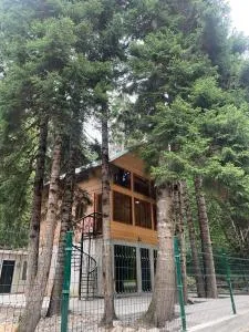 allone in the forest მარტო ტყეში - Chiora