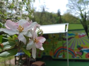 Campings la woodstock : photos des chambres