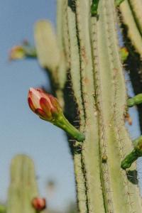 Vino Resort Son Amaret