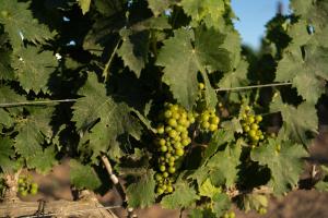 Vino Resort Son Amaret