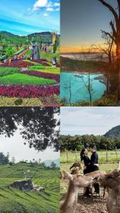 PinkHomestay Ciwidey