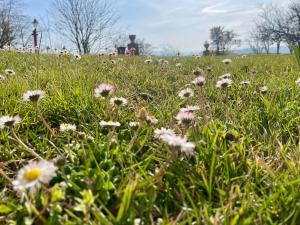 Locanda del Glis glis img42