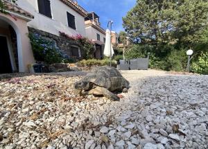 Costa Est Apartments img83