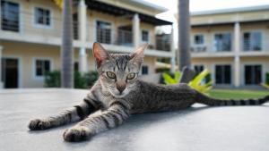 Malinawon Resort 馬莉吶灣度假中心