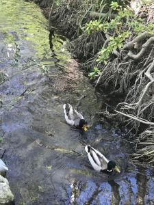 Appartement en bordure de sorgue