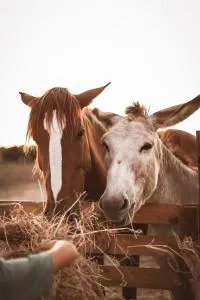 Quinta das Caçadoras - Animal lovers only - Loja de Vendas