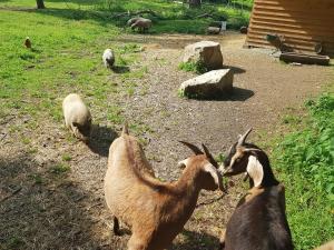 Schloss Schrattenthal