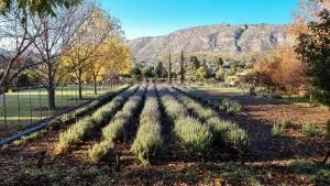 Lavendale on Laing - Barrydale