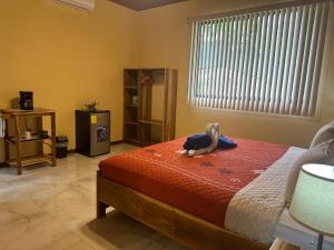 Jacamar Corcovado Drake Bay