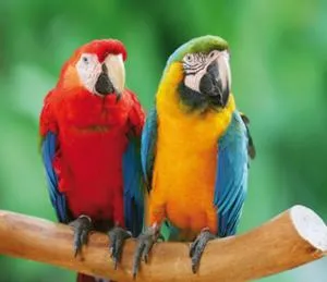 L'appartement des Perroquets - 沙托布里昂