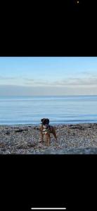 Whitstable Pearl - Alberta Holiday Park