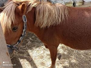 Brunello con veranda e piscina condivisa