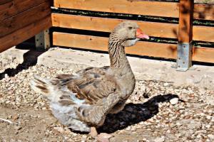 Brunello con veranda e piscina condivisa