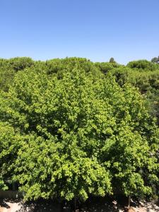 Renovated modern house with culture park view