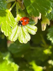 Schlaflodge Wohnwagen in idyllischer Natur