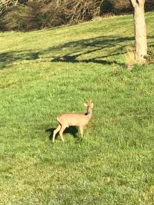 BnB Golden Delicious for 2 in Normandy