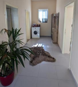 Jasemine Private House Shkoder