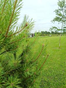 Ostoja Czersk glamping pole namiotowe