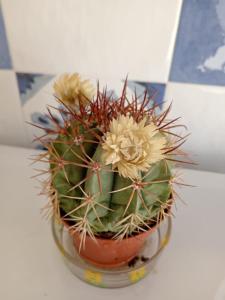 Il Ficupala, Pozzallo Sea House