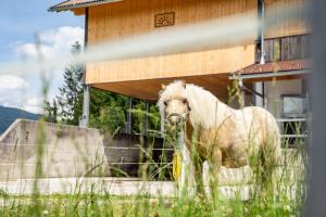 Hornergut