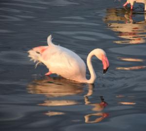 Poetto Casa Bach Ck img31