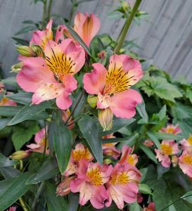 Amazing 5 Bedrooms - 10 Beds Detached House in Bedford