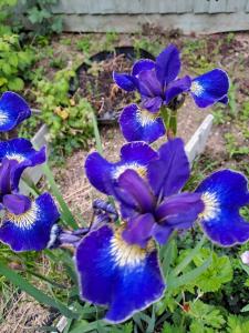 Amazing 5 Bedrooms - 10 Beds Detached House in Bedford