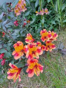 Amazing 5 Bedrooms - 10 Beds Detached House in Bedford